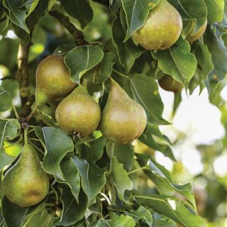 Pear Trees Thumbnail